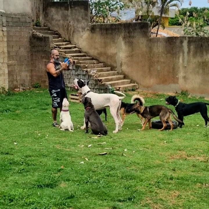 Cão de grande porte com treinador