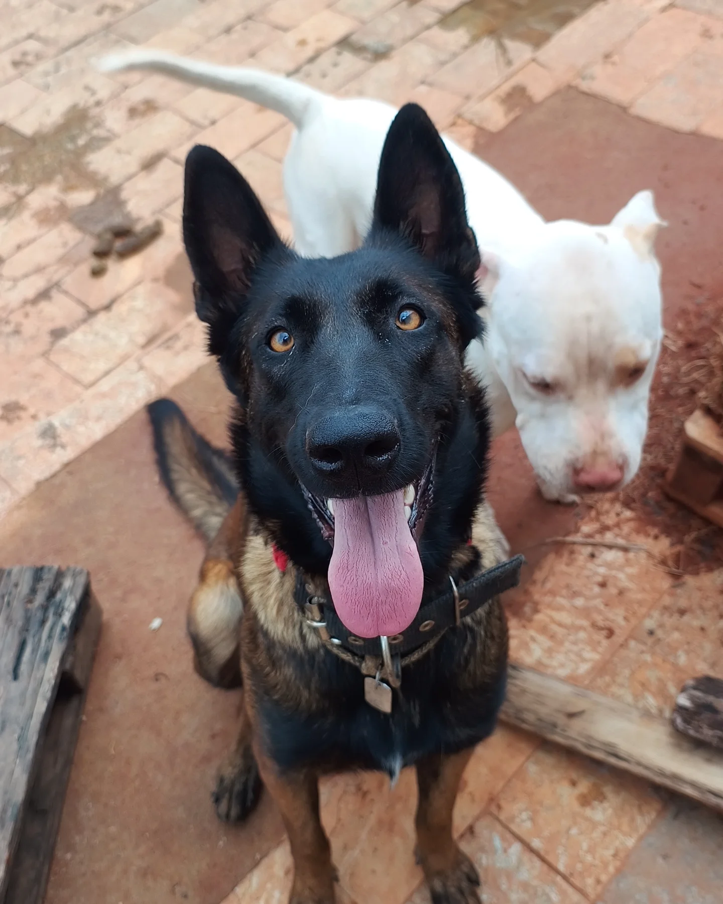 Estrutura CT Big Dog