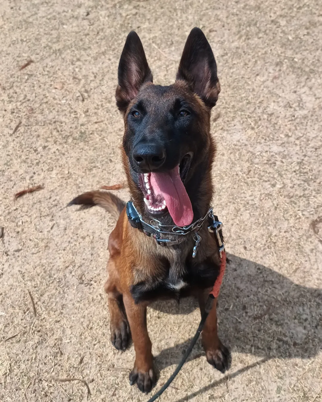 Estrutura CT Big Dog